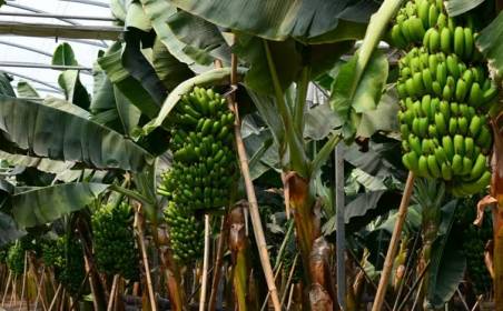 南宫NG28相信品牌的力量国际物流为国外种植园水果进口效率加速